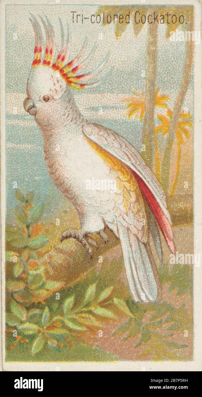 Cockatoo tricolor, de la serie aves de los trópicos (N5) para Allen &amp; Ginter Cigueras Brands, 1889. Foto de stock