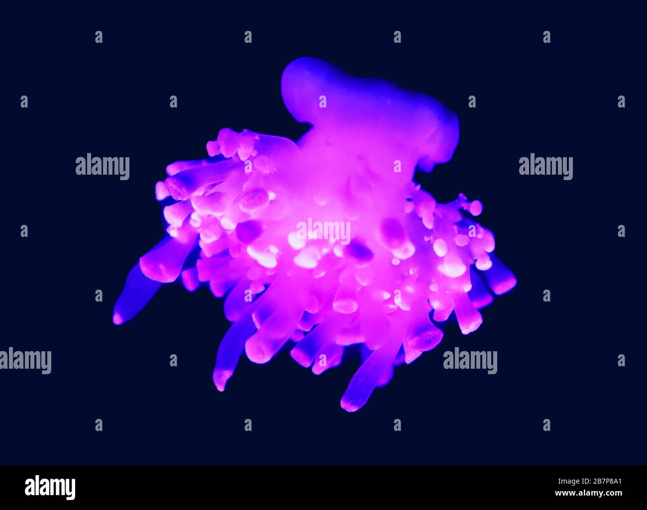 El jellyfish es un género de peces de la familia de los Cyasopeidae Fotografía de stock Alamy El jellyfish es un género de peces de la familia de los Cyasopeidae Fotografía de stock Alamy