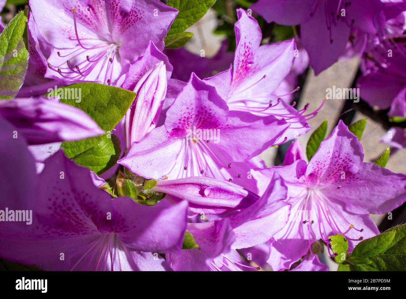 Rhododendron púrpura catawba flores en un arbusto Foto de stock