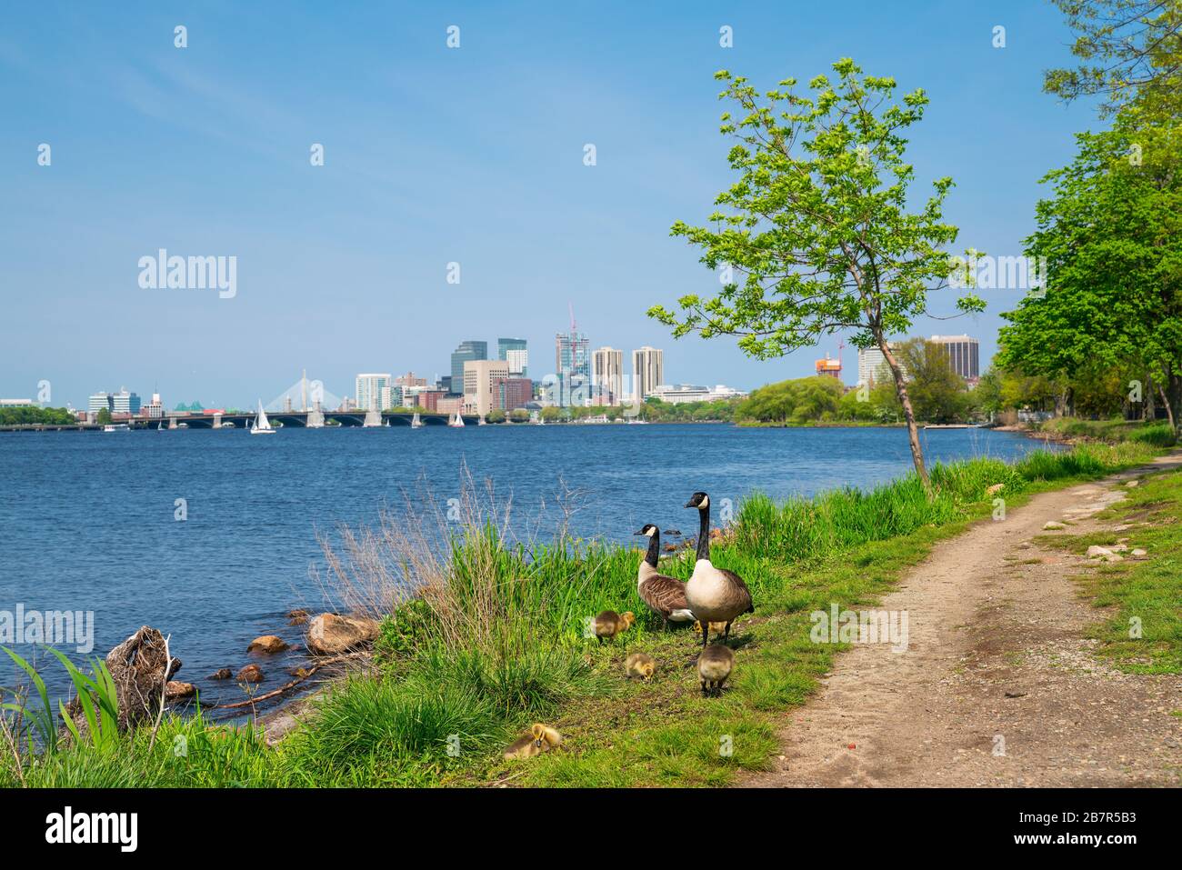 Una familia de gansos junto al río Charles cerca de Boston, Estados Unidos Foto de stock