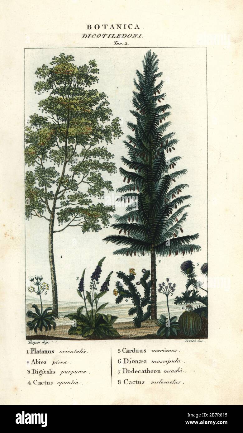 Picea E Fotos E Imagenes De Stock Alamy