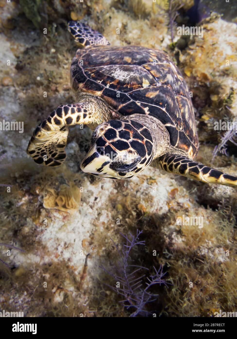 Tortuga carey (Eretmochelys imbricata) nadando hacia la cámara en un arrecife de coral, Islas Caimán, Mar Caribe, Océano Atlántico, color Foto de stock