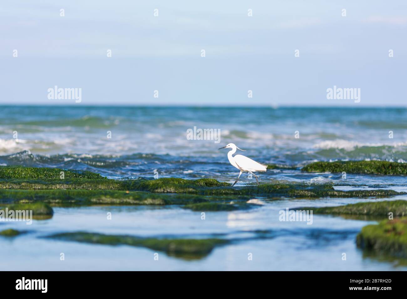 Pequeño garceta (Egretta garzetta), un hermoso pájaro de agua que captura peces en el mar Foto de stock