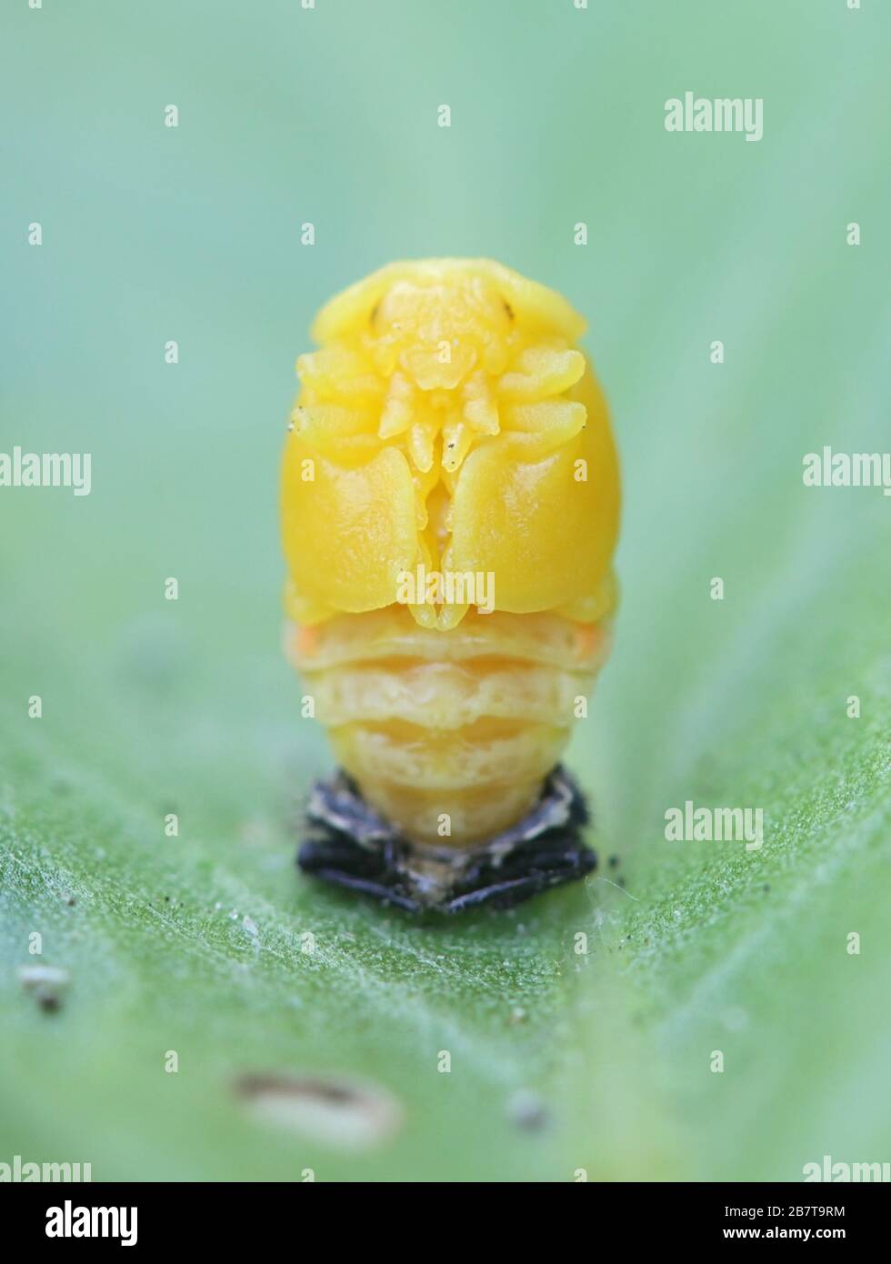 Coccinella septempunctata, la mariquita de siete puntos (o, en Norteamérica, mariquita de siete manchas, desprendiendo piel larval Foto de stock