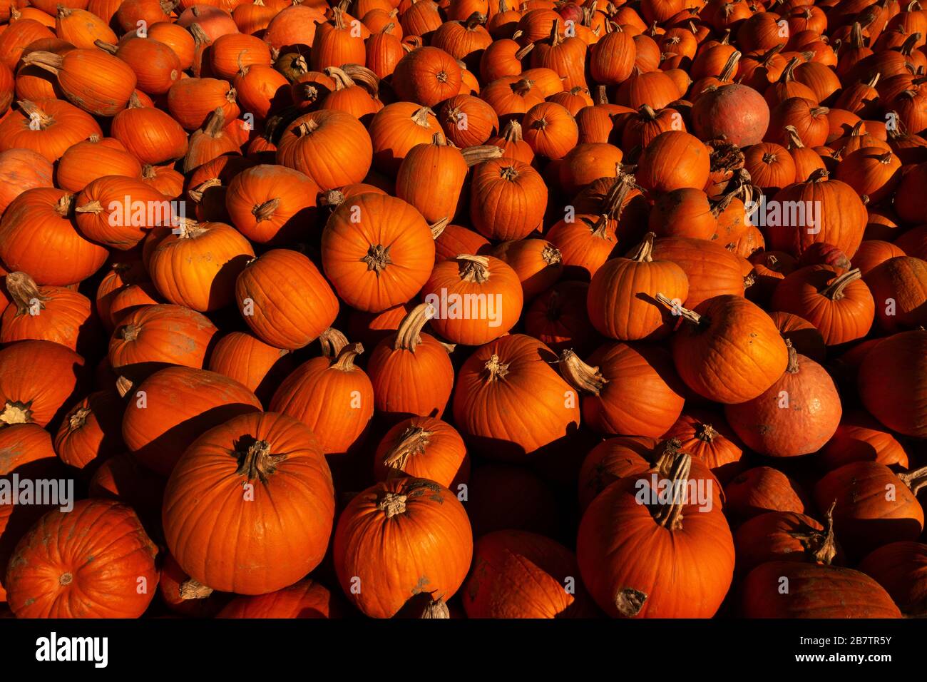 Calabazas cosechadas, calabazas apiladas, enorme pila de calabazas en otoño, otoño, octubre de oro, fruta típica de Halloween. Foto de stock