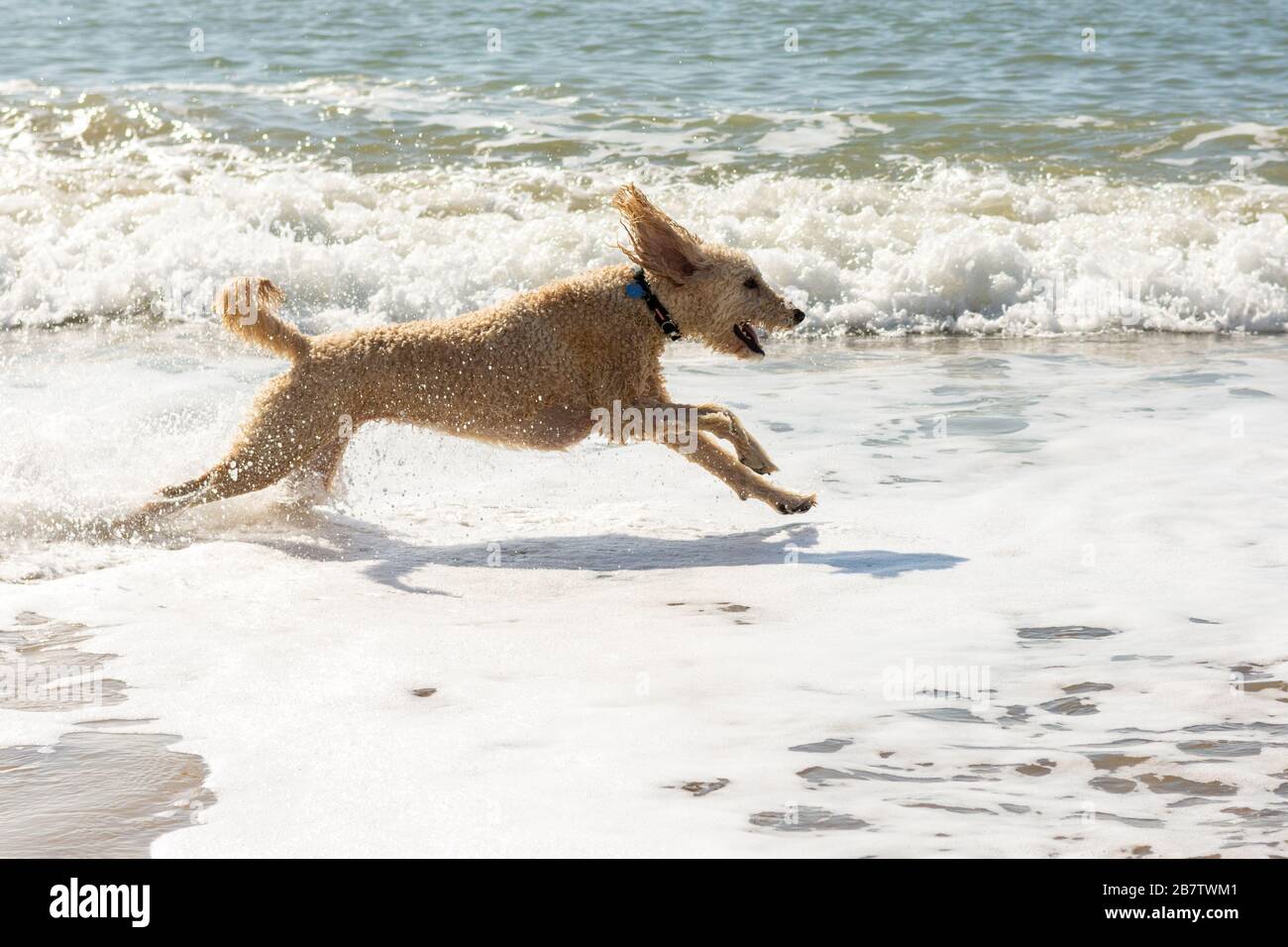 Perro de cruz de fideos corriendo a través del agua de mar Foto de stock