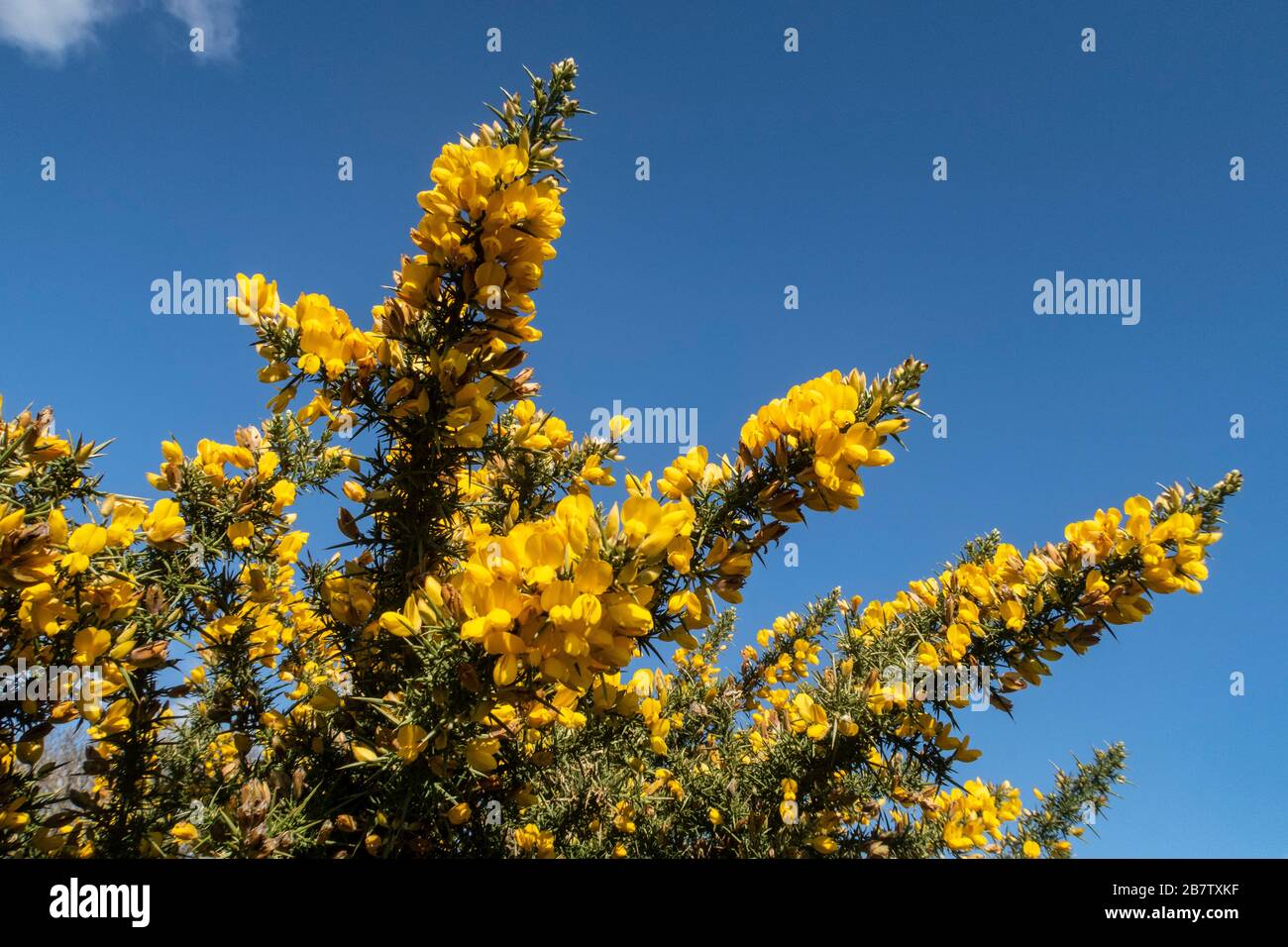 Arbustos de gorras en flor llena con un cielo azul detrás. Ulex europaeus. Foto de stock