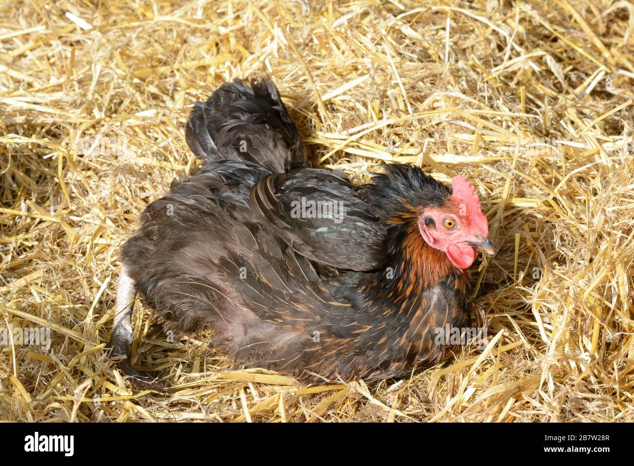 Gallina de pollo al aire libre sentada en paja Fotografía de stock - Alamy