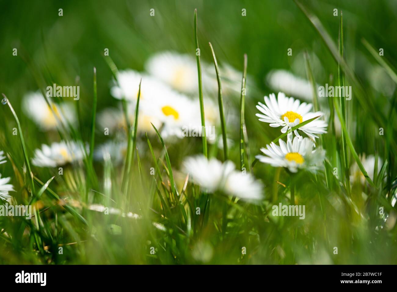 A principios de la primavera en el jardín - margaritas entre fresco verde grass Foto de stock