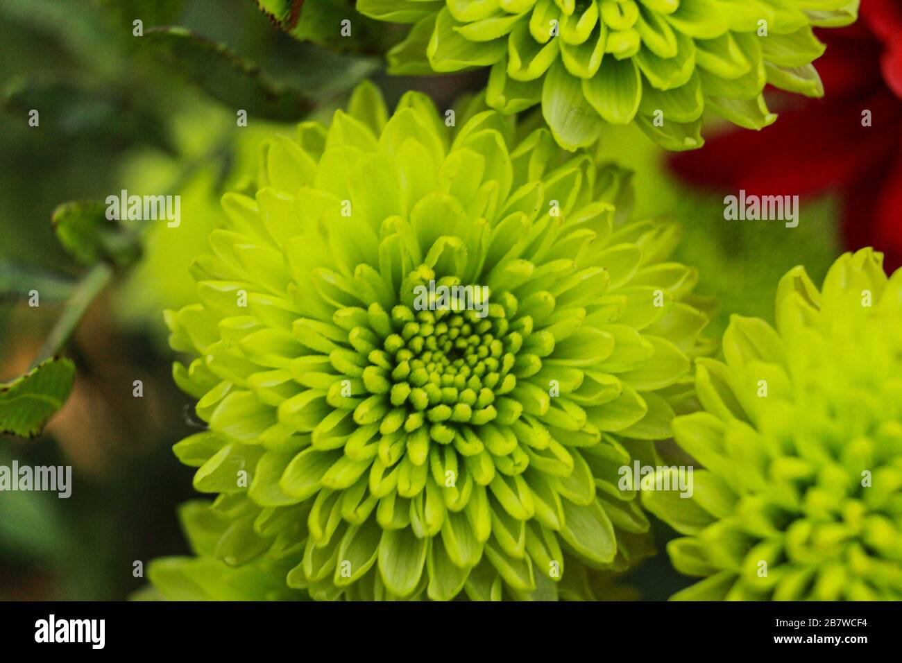 Flor verde fotografías e imágenes de alta resolución - Alamy