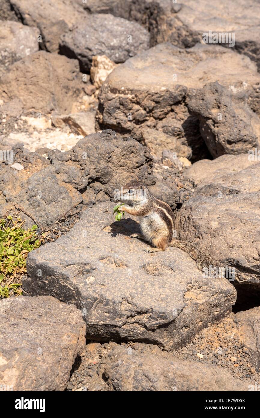Un ardilla de Barbaría (Atlantóxerus Getulus) que come vegetación natural en Caleta de Fuste, en la costa este de la isla de Fuerteventura Foto de stock