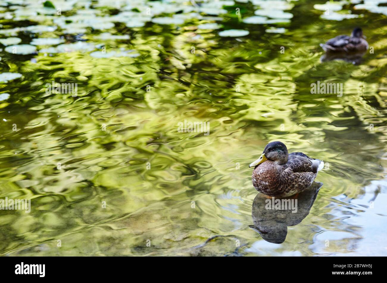 Pato de Mallard nadan en el lago o el río. Aves y animales en la vida silvestre. Hermoso fondo natural Foto de stock