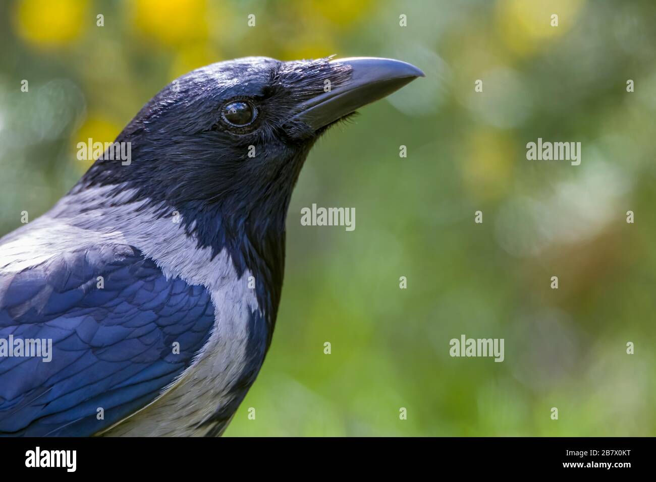Primer plano de la cabeza de un adulto Hooded Crow Corvus cornix en las tierras altas de Escocia Foto de stock