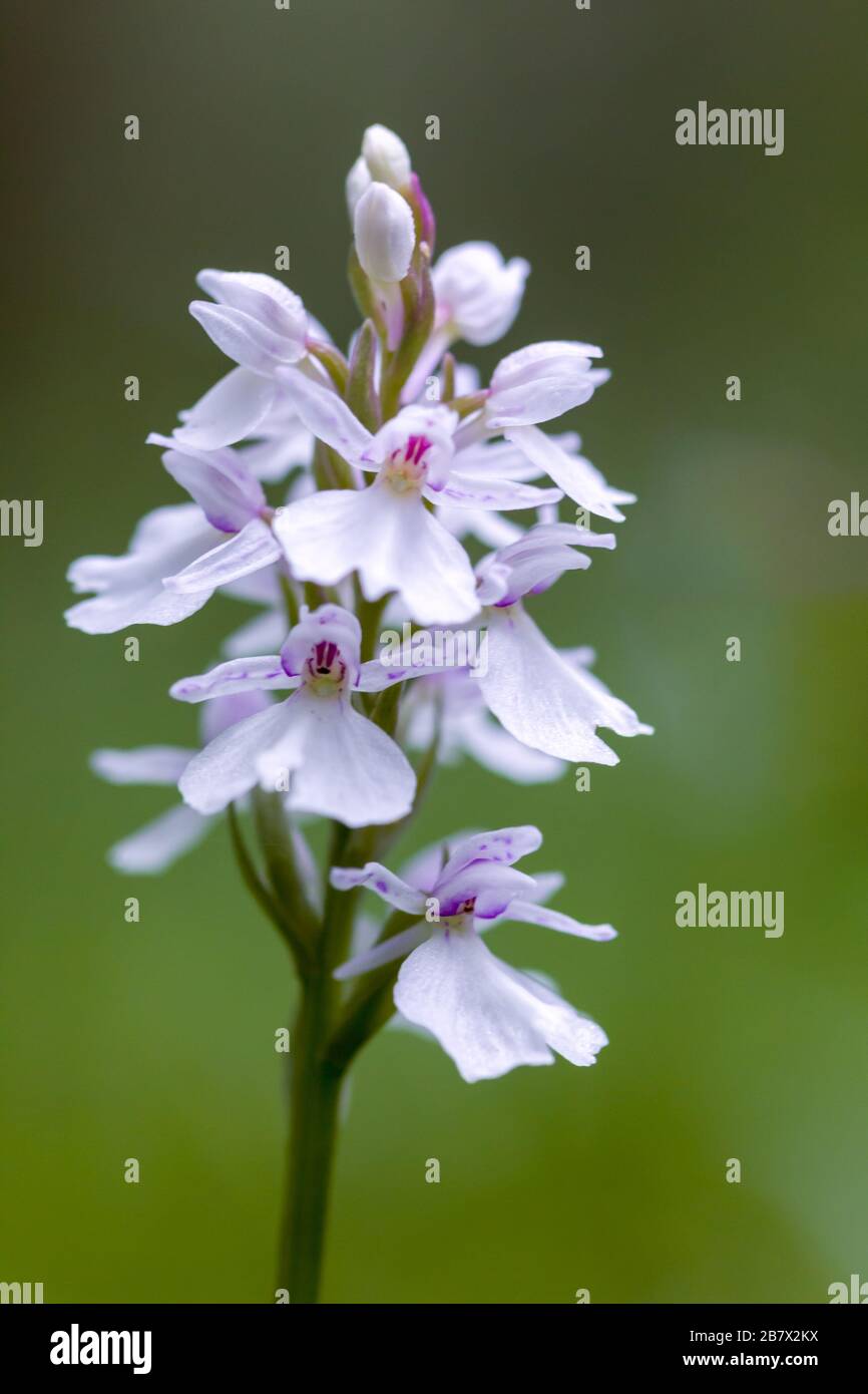 Orquídeas manchadas comunes Dactylorhiza fuchsii flores blancas en las  tierras altas de Escocia Fotografía de stock - Alamy