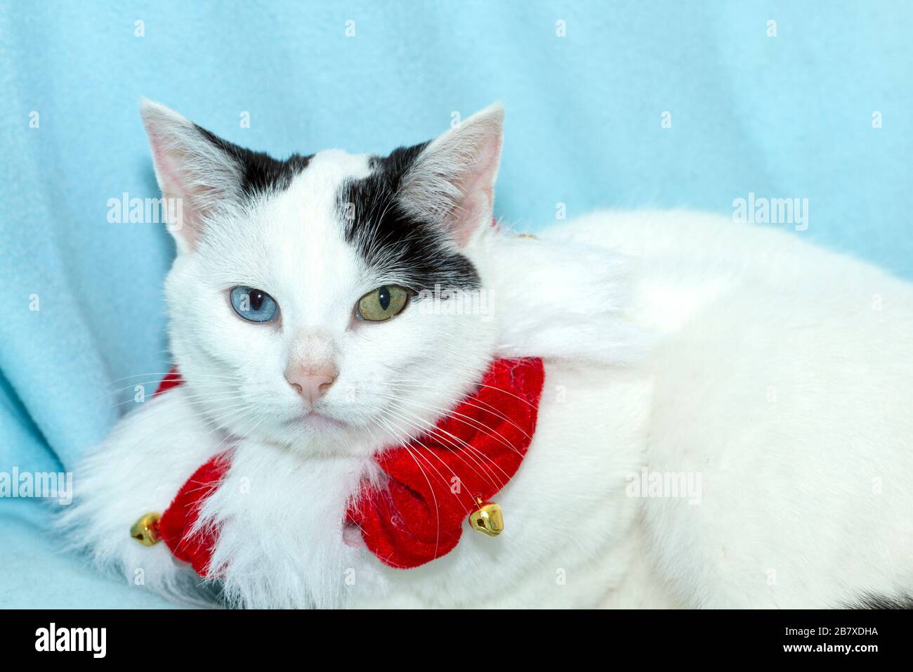 Joven gato blanco y negro de ojos impares (Felis catus) que parece muy infeliz en tener que usar un collar de Navidad Foto de stock