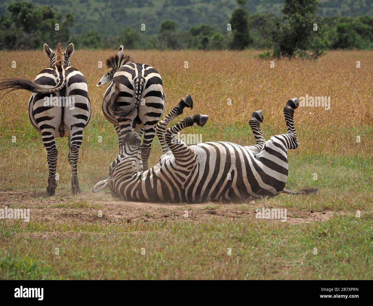 Tres llanuras Zebras (Equus quagga, antes Equus burchellii) tomando turnos en el rodillo de polvo en las llanuras de ol Pejeta Conservancy, Laikipia, Kenya, África Foto de stock