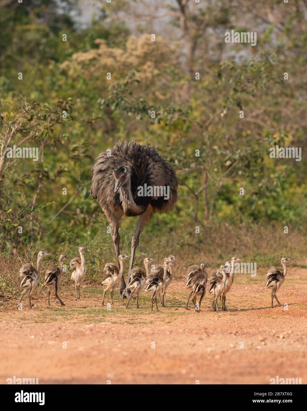 Una mayor Rhea (Rhea americana) con sus polluelos, en el norte del Pantanal, Brasil Foto de stock