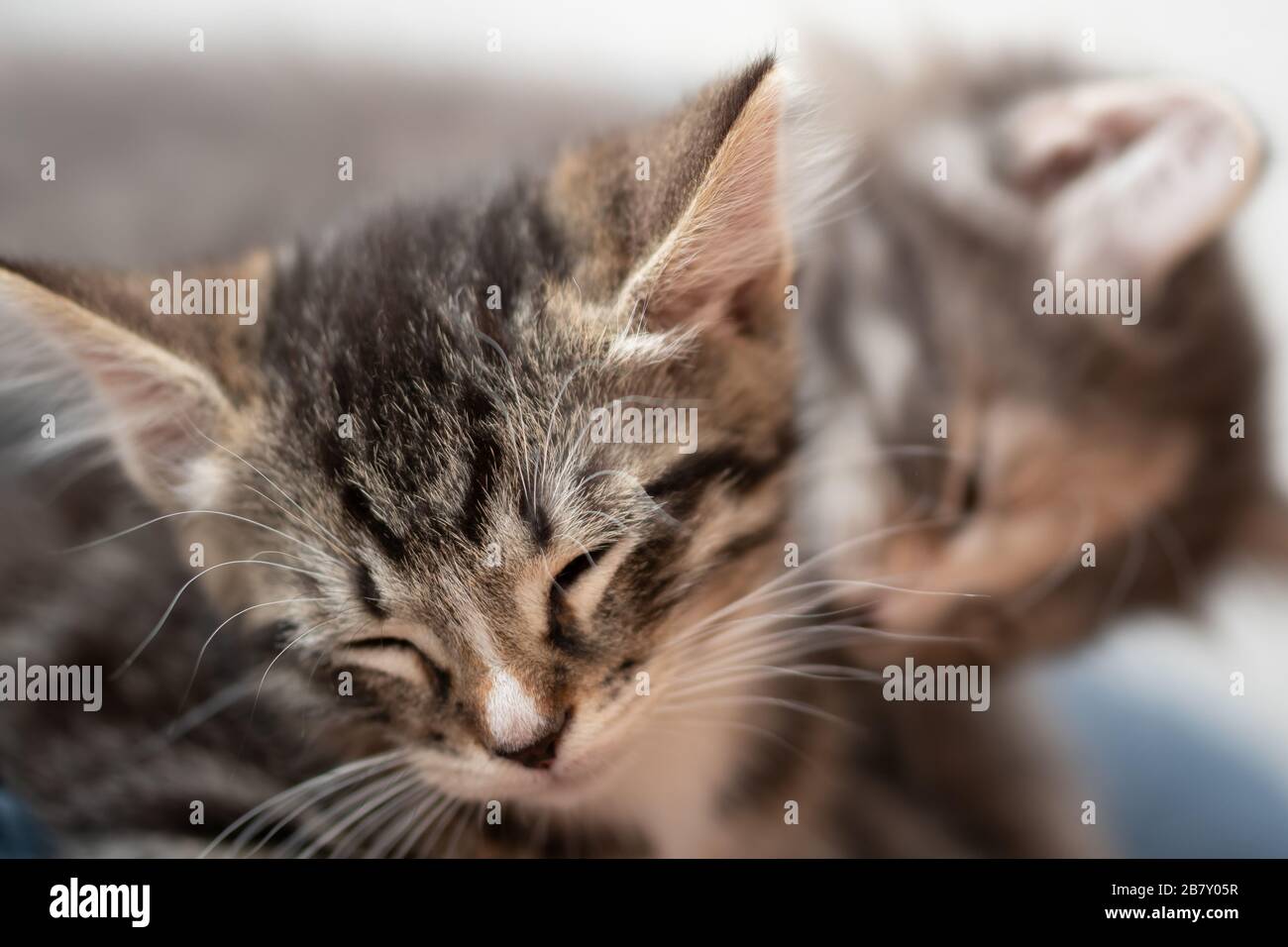 Um Gatinho De Macaco Listrado Brinca Com Um Travesseiro De Laranja. Imagem  de Stock - Imagem de felino, listrado: 219355329