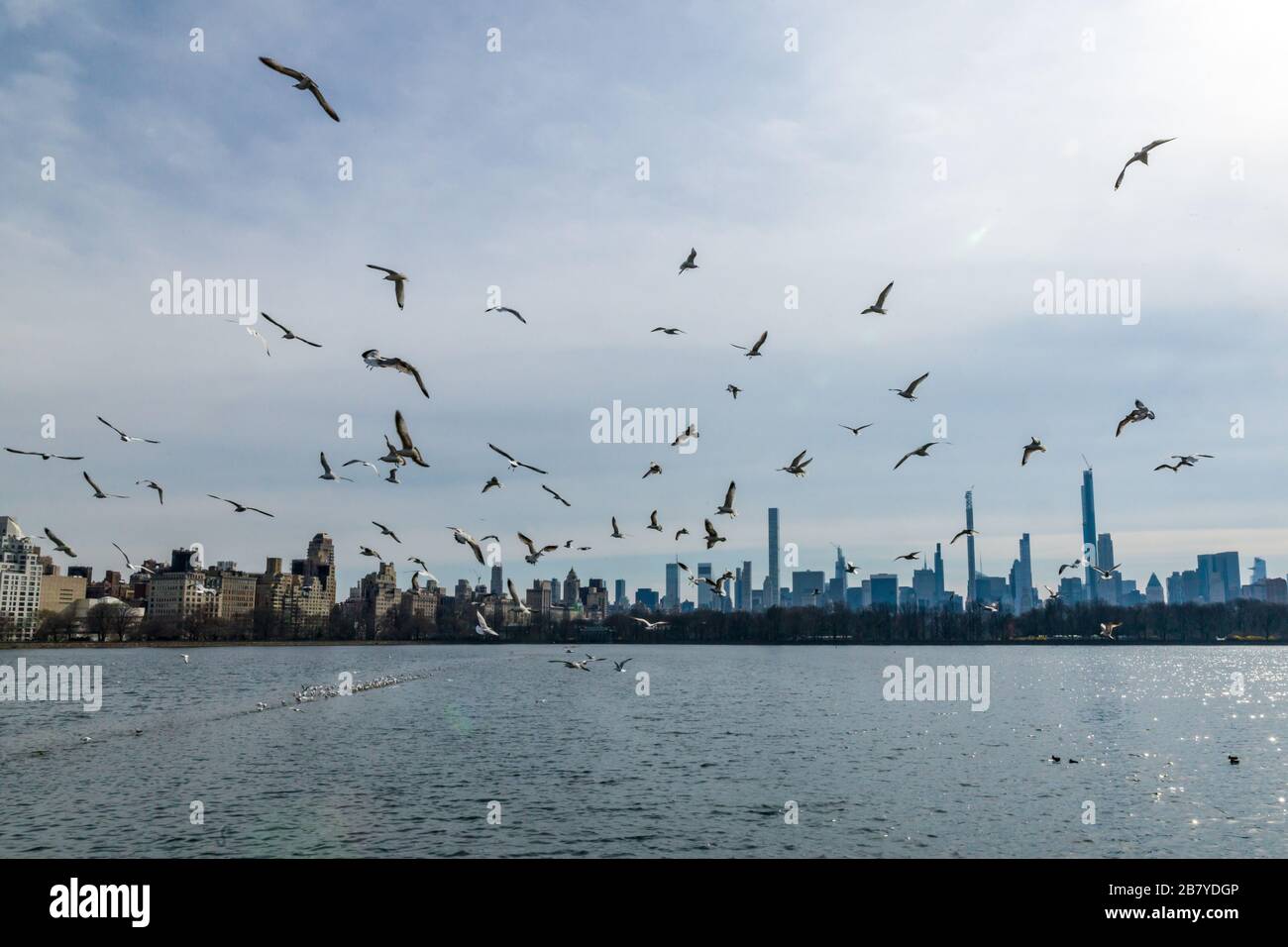 Nueva York, EE.UU., 18 de marzo de 2020. Las gaviotas vuelan sobre el embalse Central Park en la ciudad de Nueva York. Crédito: Enrique Shore/Alamy Foto de Stock Foto de stock