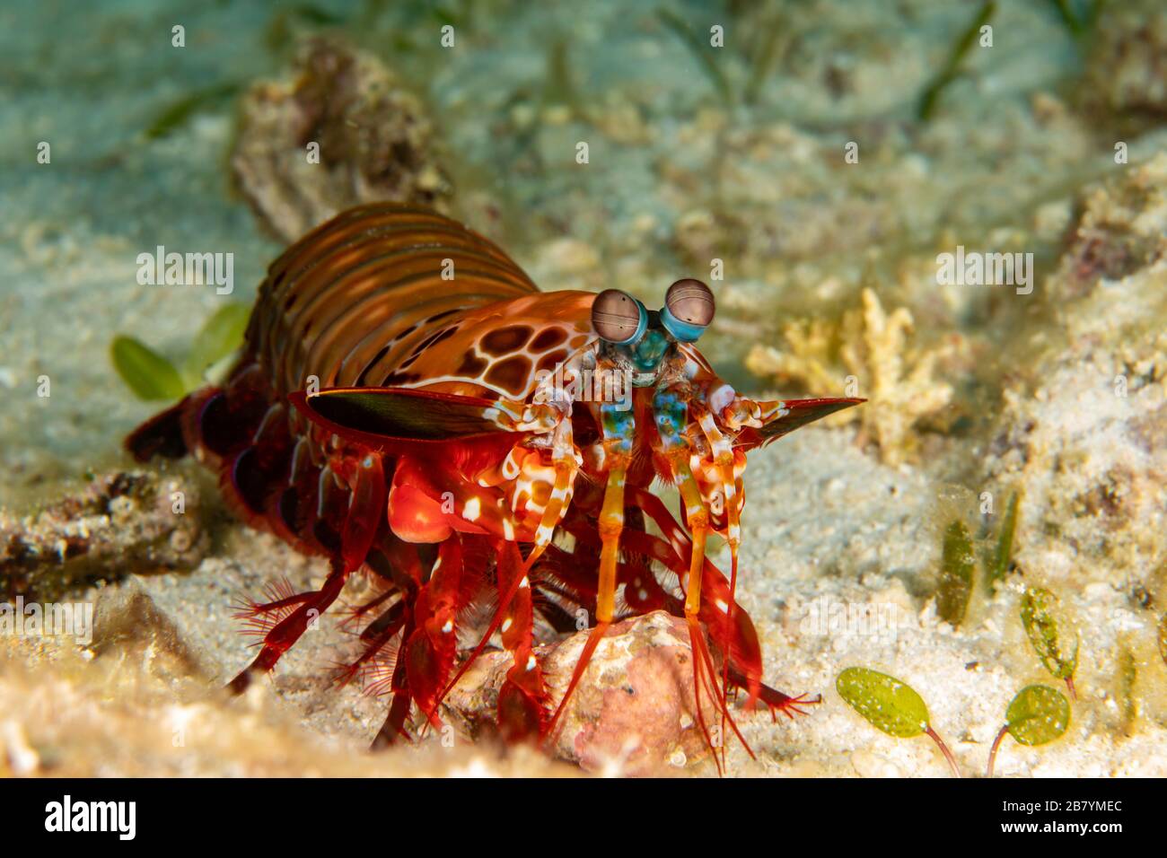 El camarón de mantis, Odontodactylus squillarus, también es conocido como camarón de mantis de payaso y camarón de mantis de pavo real, Cebu, Filipinas. Foto de stock