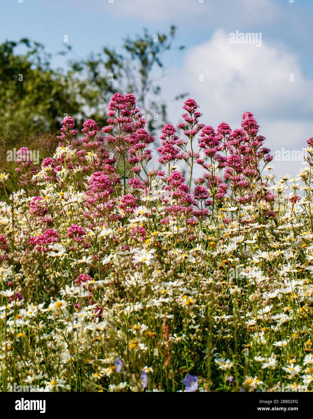 Flores silvestres de la pradera Foto de stock