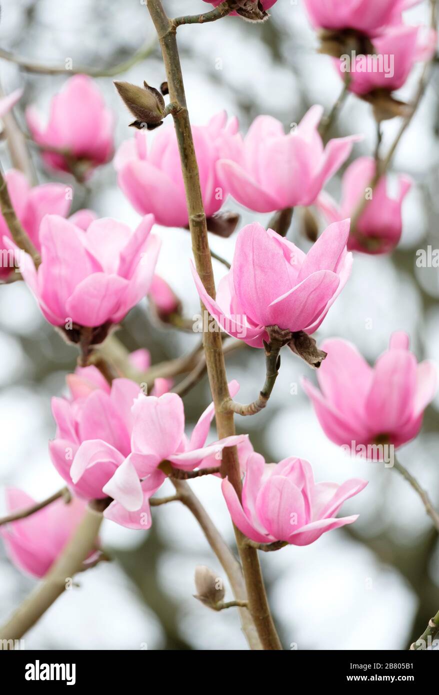 Primer plano de flores rosas profundas de Magnolia Campbellii Reina  Caroline a principios de la primavera Fotografía de stock - Alamy