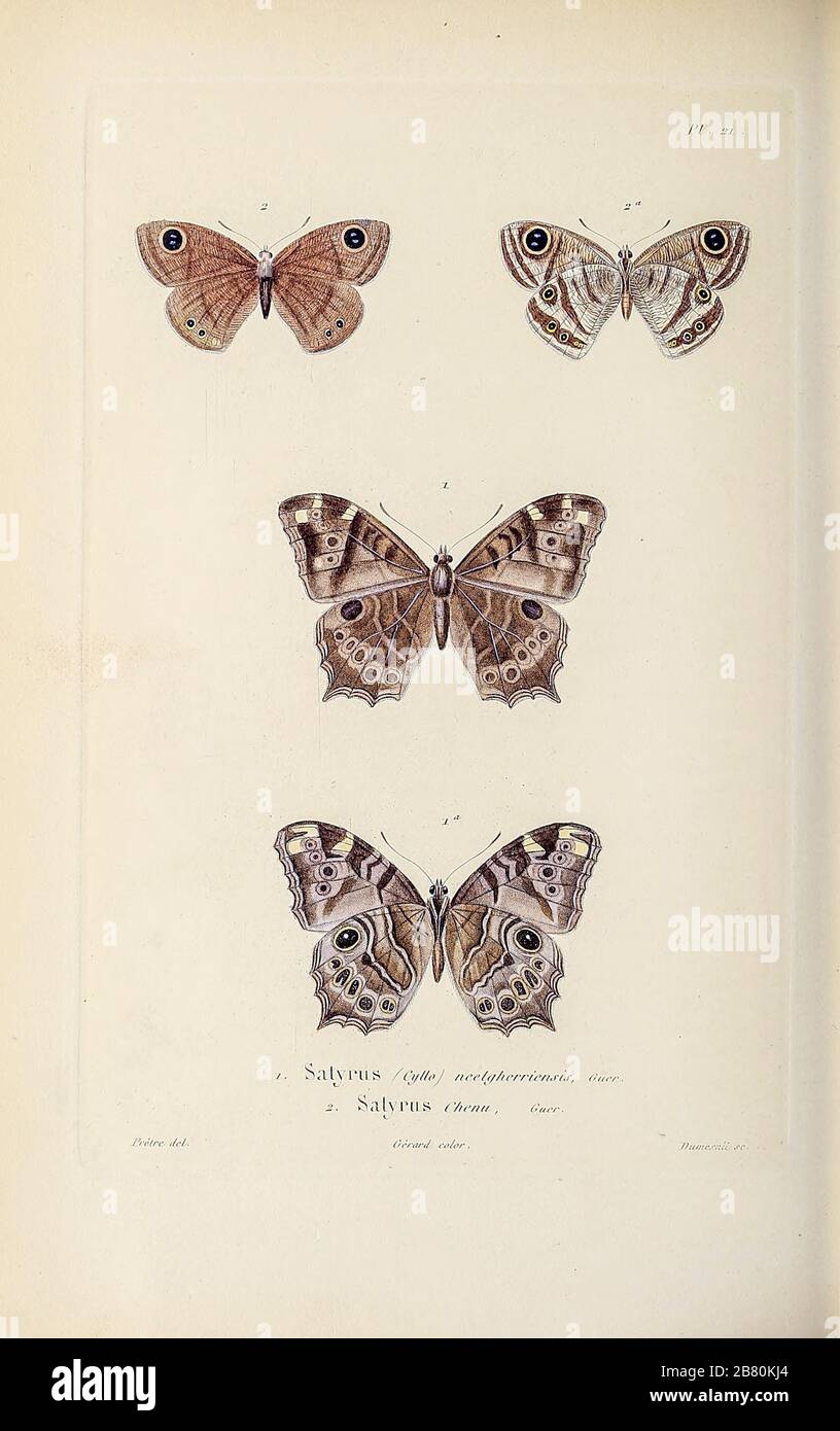 Insectos, polillas y mariposas de Souvenirs d'un voyage dans l'Inde exécuté de 1834 à 1839 (un viaje a la India) por Delessert, Adolphe, publicado en París en 1843 Foto de stock