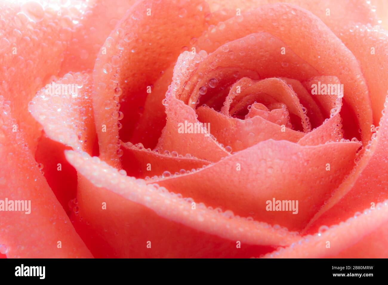 Primer plano de una hermosa rosa roja (Rosaceae) con gotas de agua. Alemania Foto de stock