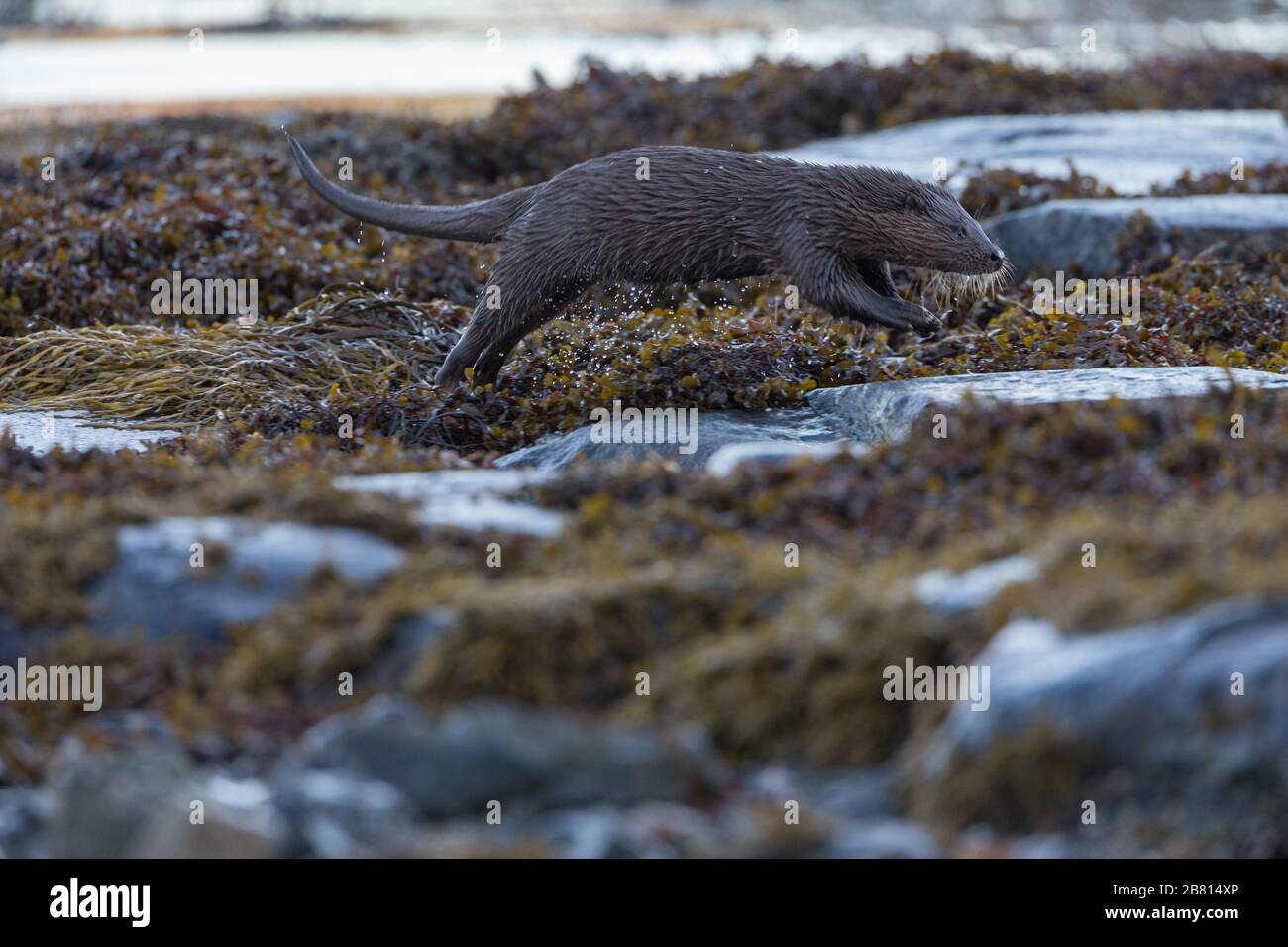 Una nutria euroasiática (lutra lutra) en tierra seca junto a un lago marino, en la Isla de Mull, Escocia. Foto de stock