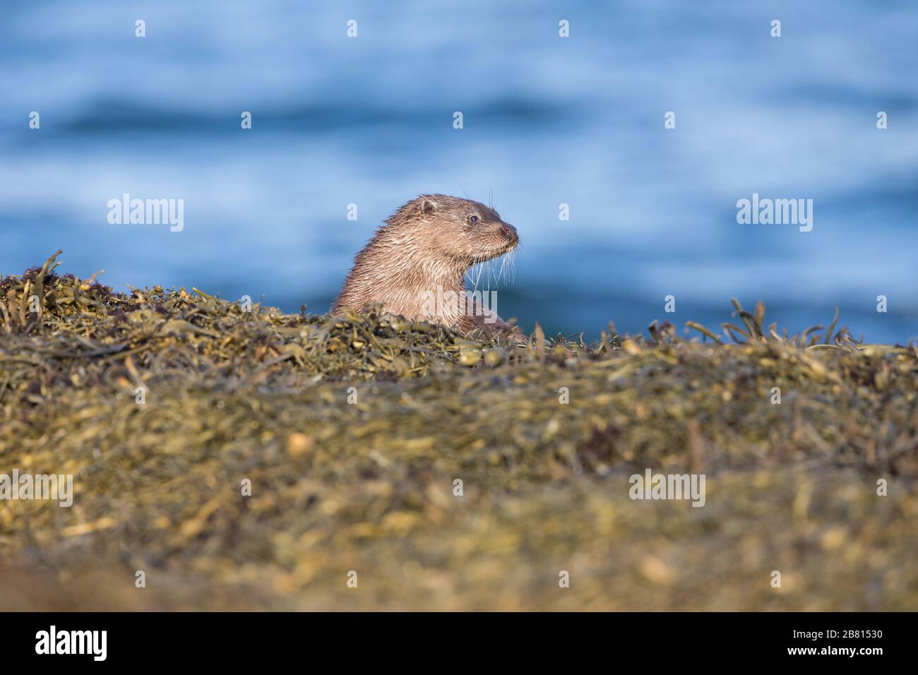 Una nutria euroasiática (lutra lutra) en tierra seca junto a un lago marino, en la Isla de Mull, Escocia. Foto de stock