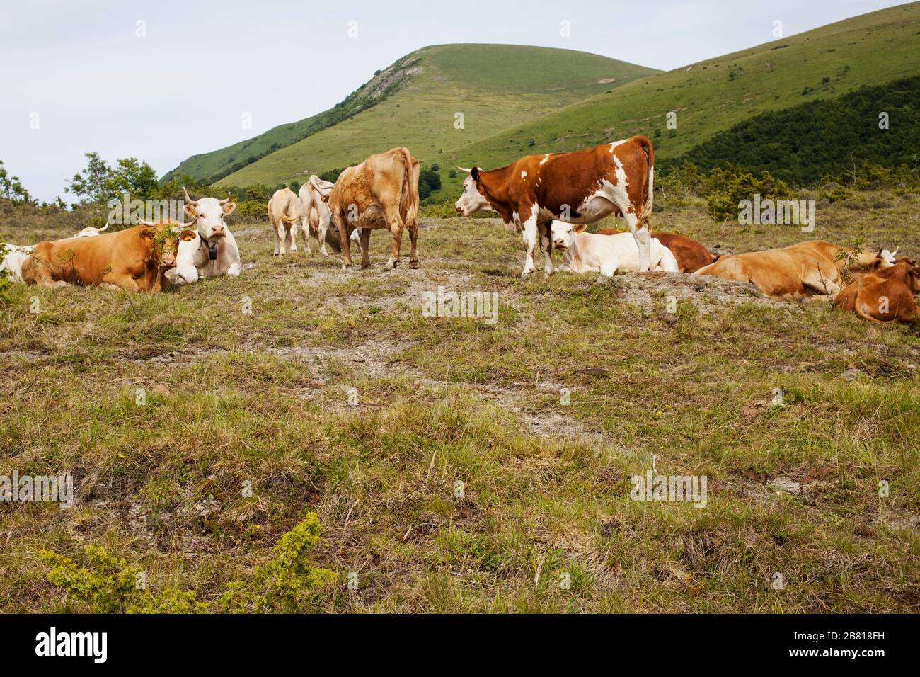 Kühe auf der Weide Foto de stock