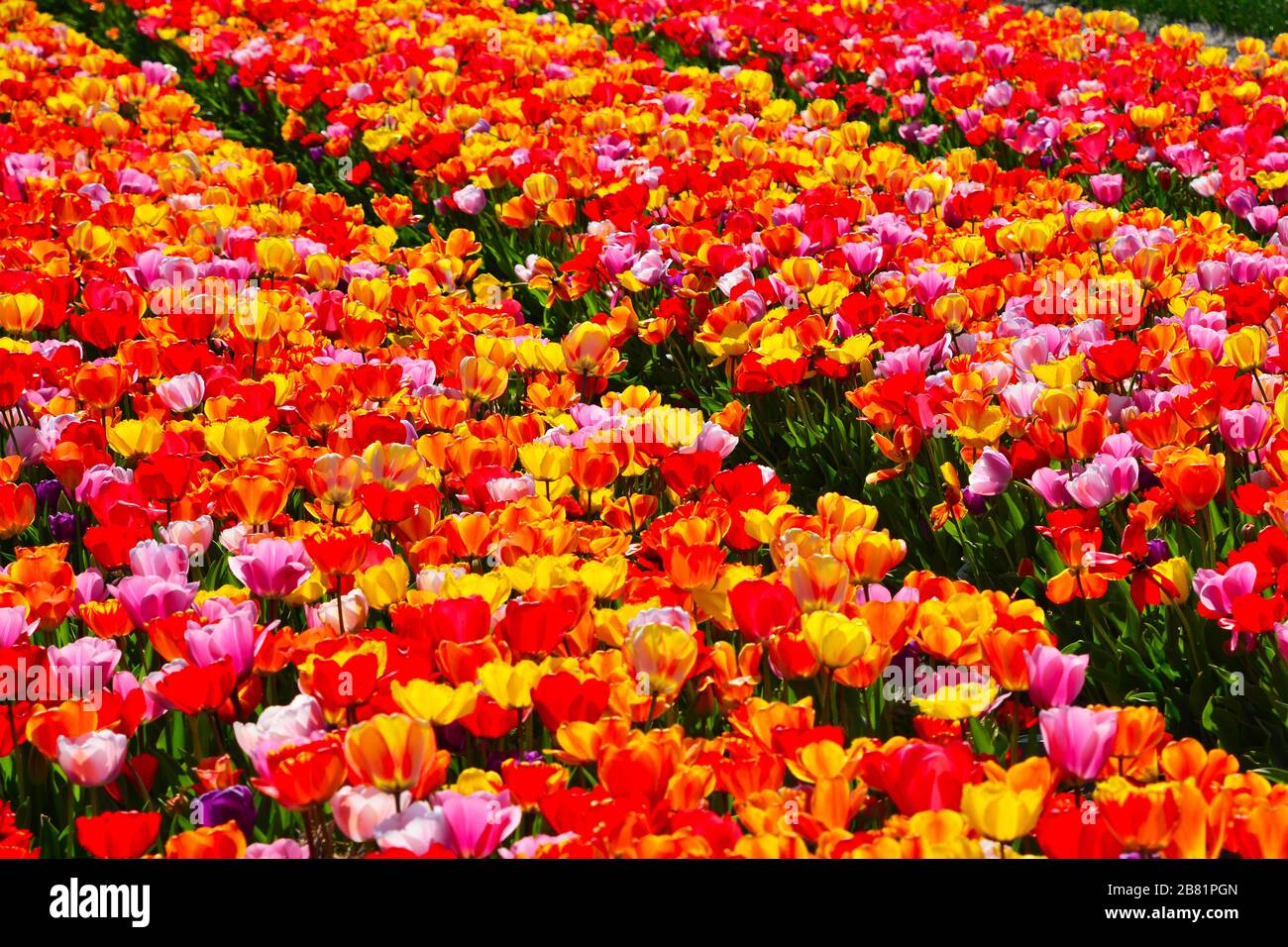 Lisse, países Bajos-mayo de 2019: Vista de cerca de un campo de tulipanes con colores mixtos creando una imagen casi abstracta con enfoque completo en el centro Foto de stock