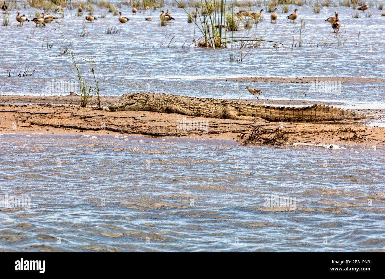 Los cocodrilos juveniles se bañan por el sol de la tarde en un piso de barro en medio del río Zambezi Foto de stock