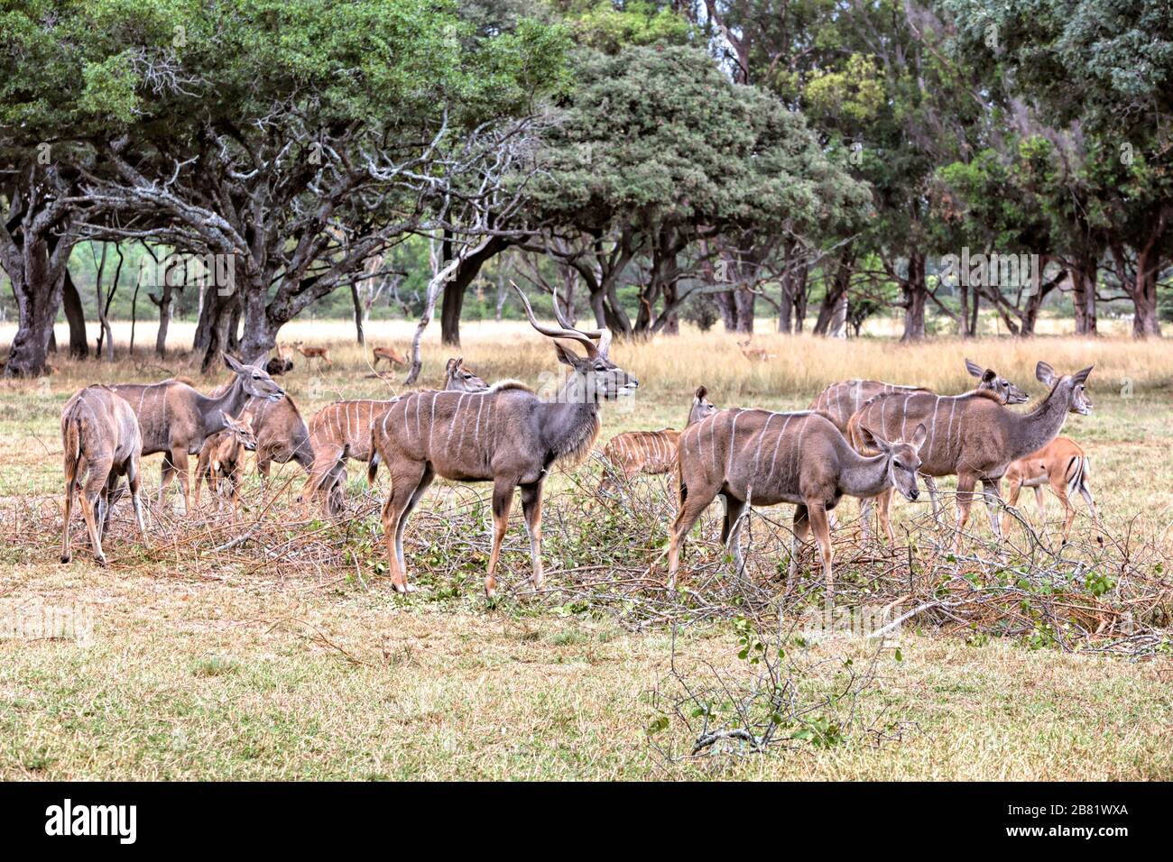 El toro mayor kudo protege a los terneros y vacas mientras pastan, vigilantes por los depredadores Foto de stock