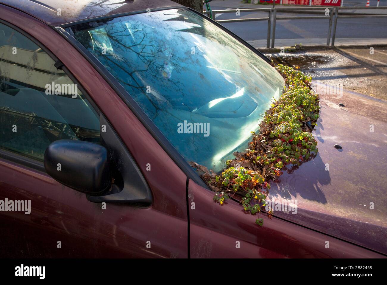 Planta crece en el parabrisas de un coche estacionado ilegalmente cerca de la calle Konrad-Adenauer-Ufer, Colonia, Alemania. Pflanze waechst an der Windschutzsch Foto de stock
