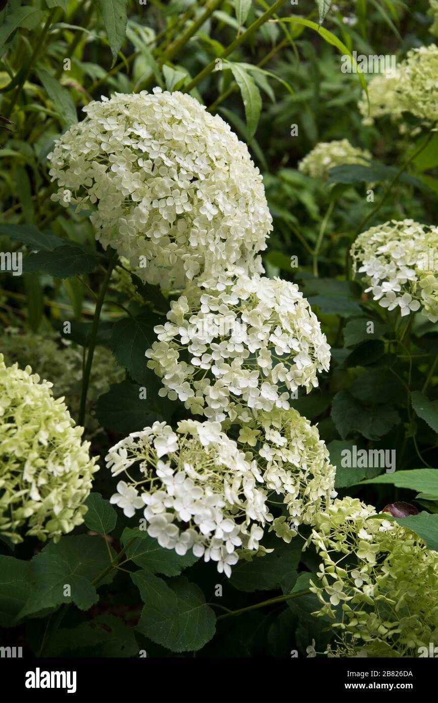 hydrangea arborescens annabelle Foto de stock