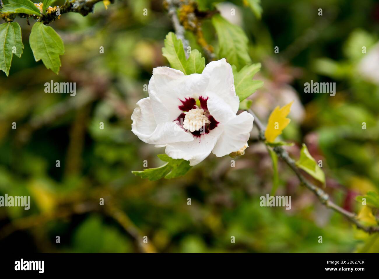 hibiscus syriacus 'corazón rojo' Foto de stock