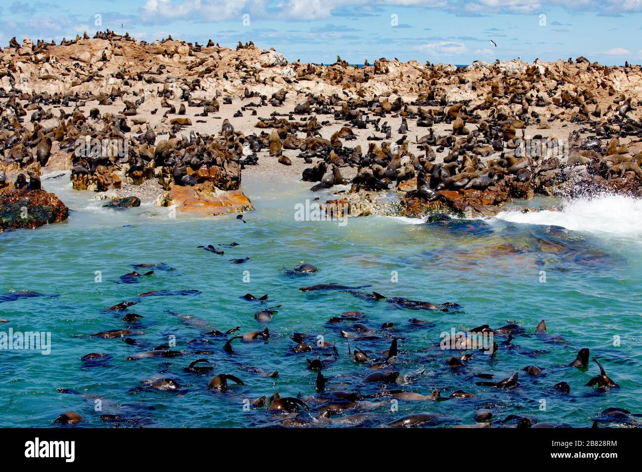 Miles de focas en la Reserva de la Isla Dyer frente a la costa sudafricana Foto de stock