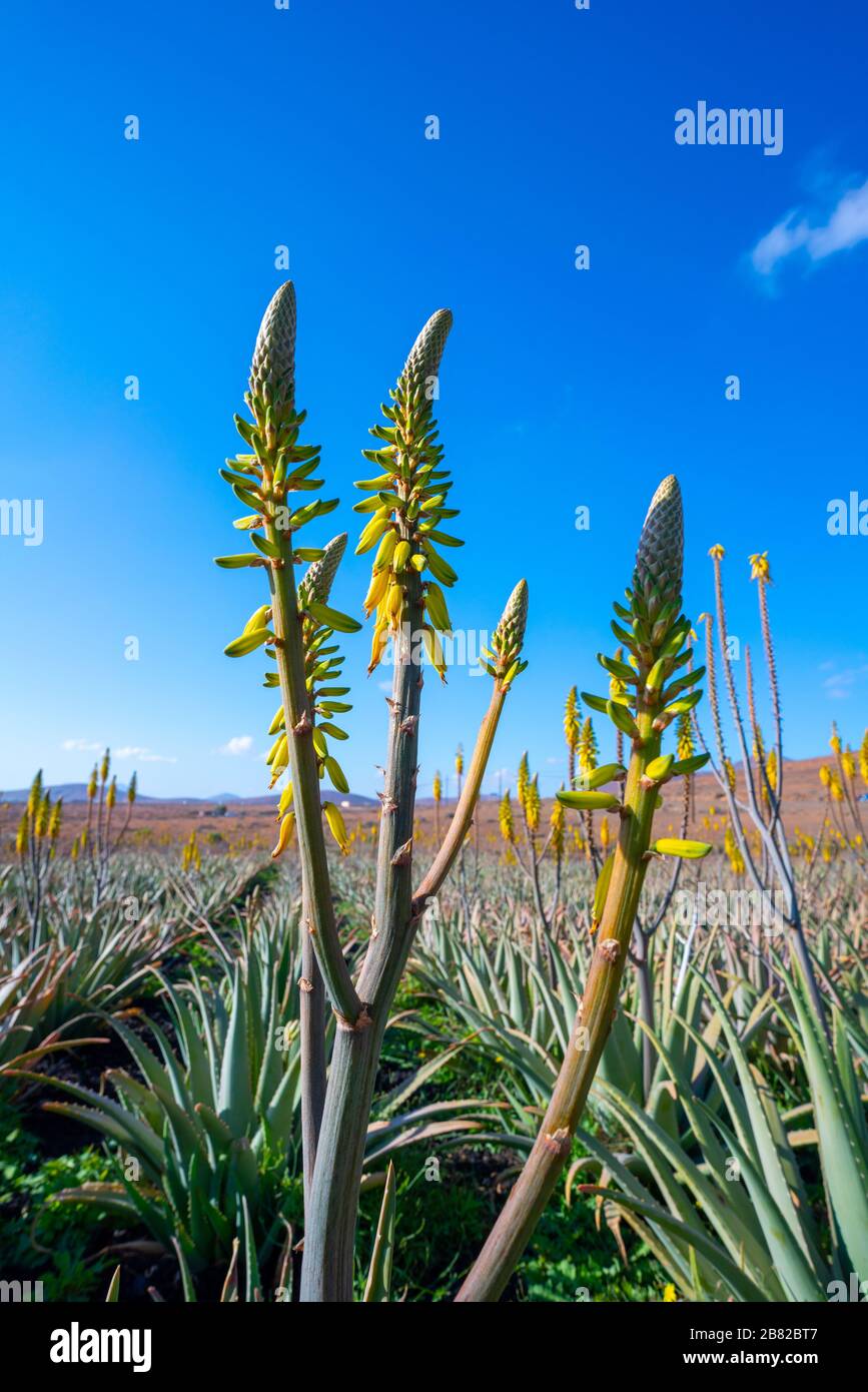 Plantación de aloe vera plantas medicinales en las Islas Canarias. Aloe