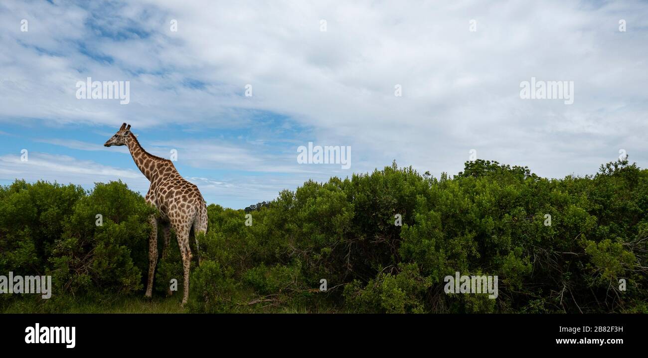 Giraffe, Parque del Predator del Seaview, Port Elizabeth, Sudáfrica Foto de stock