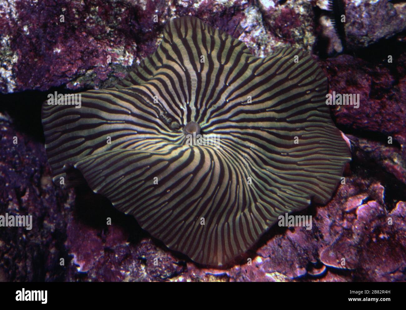 Coral hongo, Discosoma sp. Foto de stock