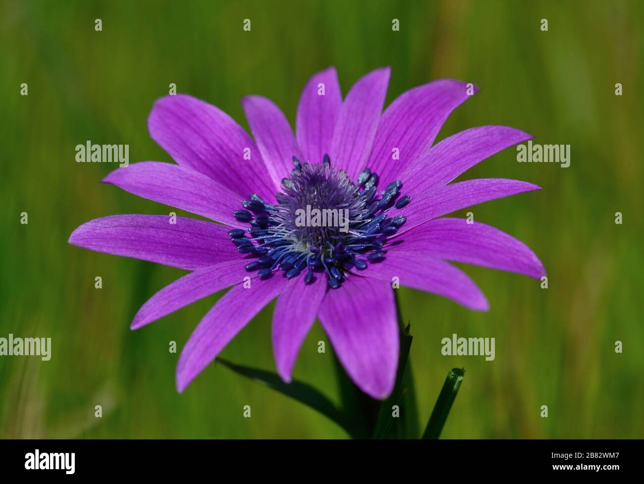 Primer plano de la flor salvaje de Anemone púrpura sobre un fondo verde difuminado Foto de stock