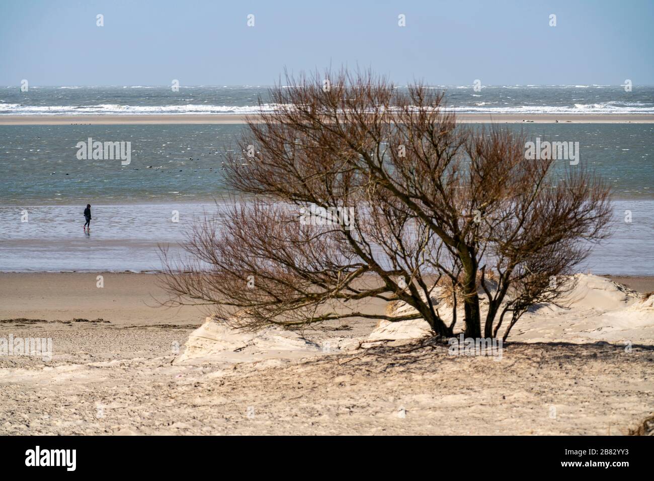 Paisaje de dunas, árbol, árbol de escape de viento, en el oeste de Borkum, isla, Frisia Oriental, invierno, temporada, otoño, Baja Sajonia, Alemania Foto de stock
