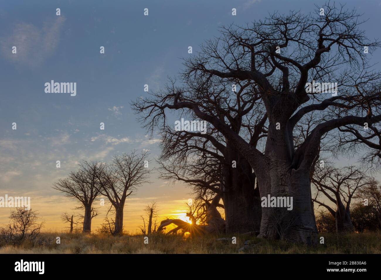 Amanecer en Baines del baobab Foto de stock