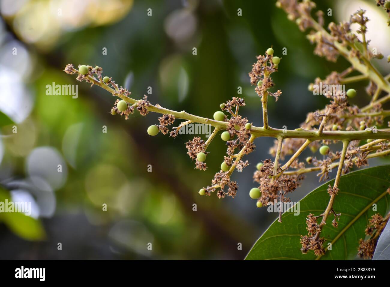 Flores y brotes de Mangifera indica, comúnmente conocido como mango con hojas verdes Foto de stock