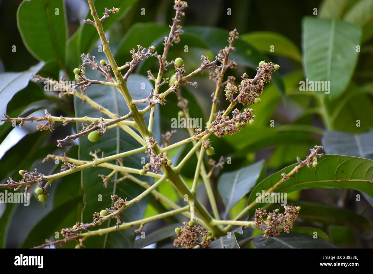 Flores y brotes de Mangifera indica, comúnmente conocido como mango con hojas verdes Foto de stock