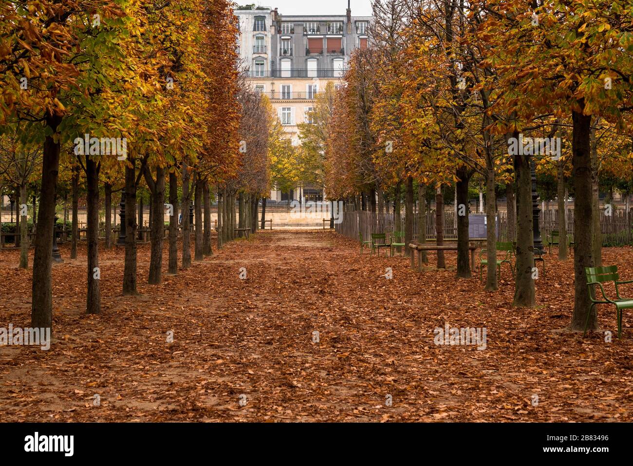 Foto de un camino a través de árboles que derraman sus hojas en otoño en los Jardines de las Tullerías de París, Francia. Foto de stock