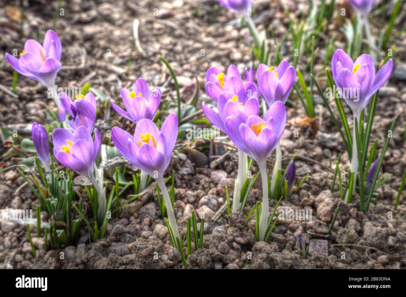 Crocus botánico de flores primaverales Foto de stock