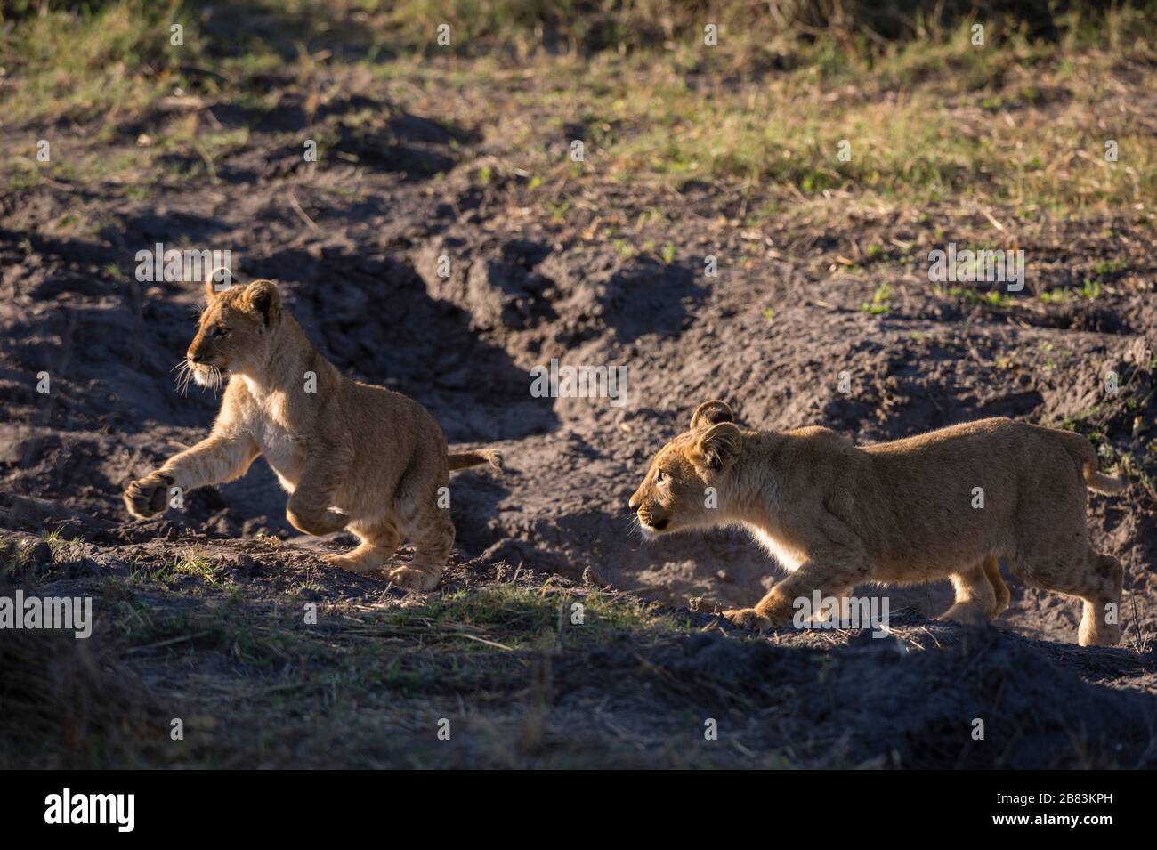 Dos cachorros de león, Panthera leo, jugando. Foto de stock