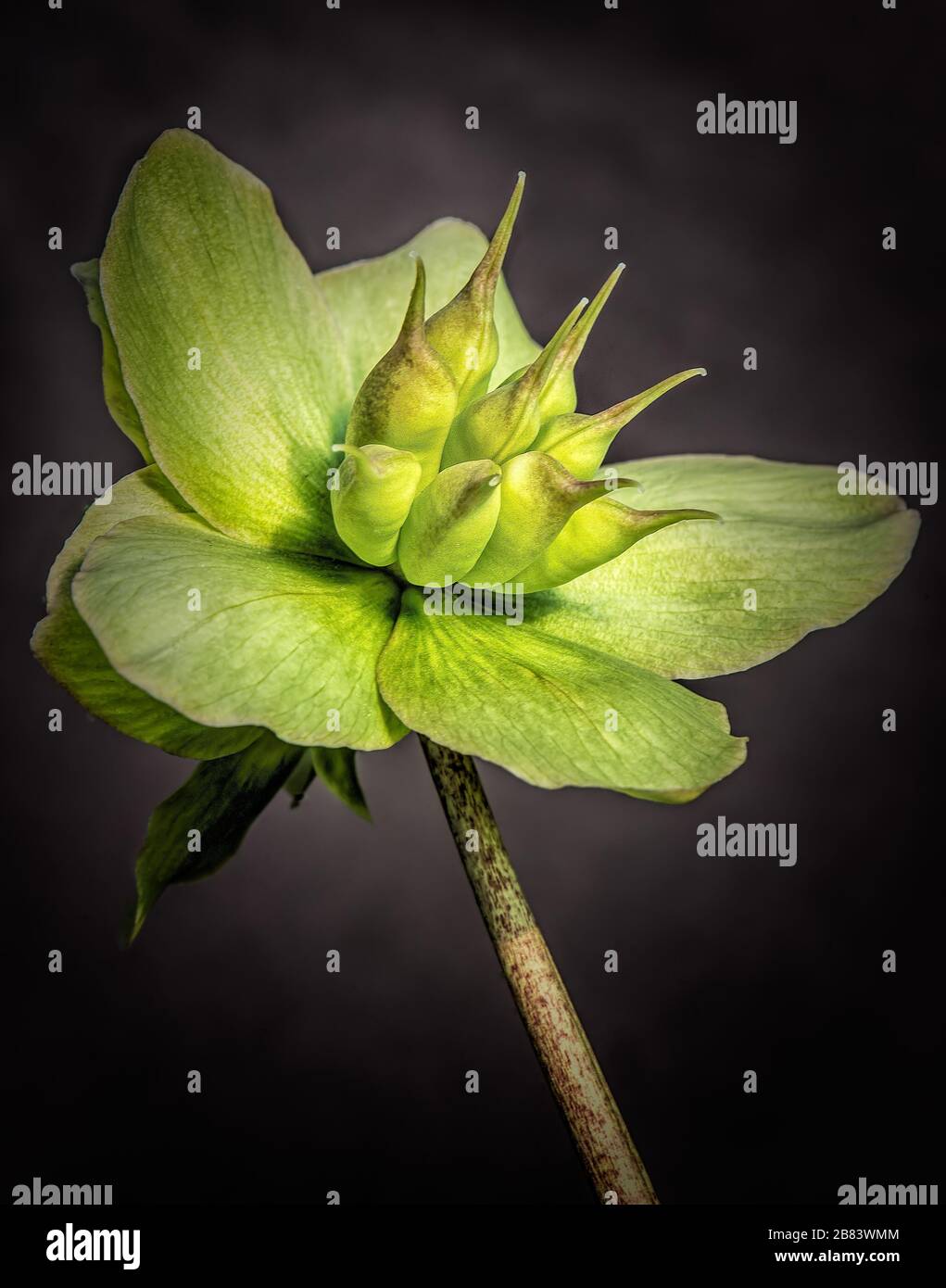 Inusual, exótica, toda la flor verde de la hellebore con iluminación de estudio sobre un fondo oscuro. Foto de stock